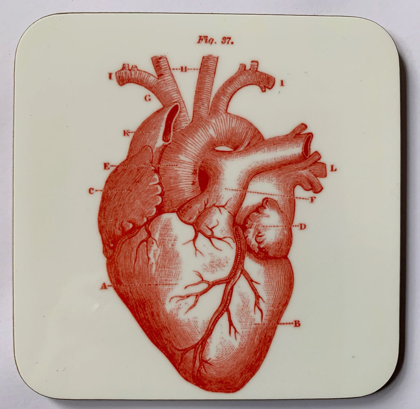 Anatomical Heart coasters - set of 4