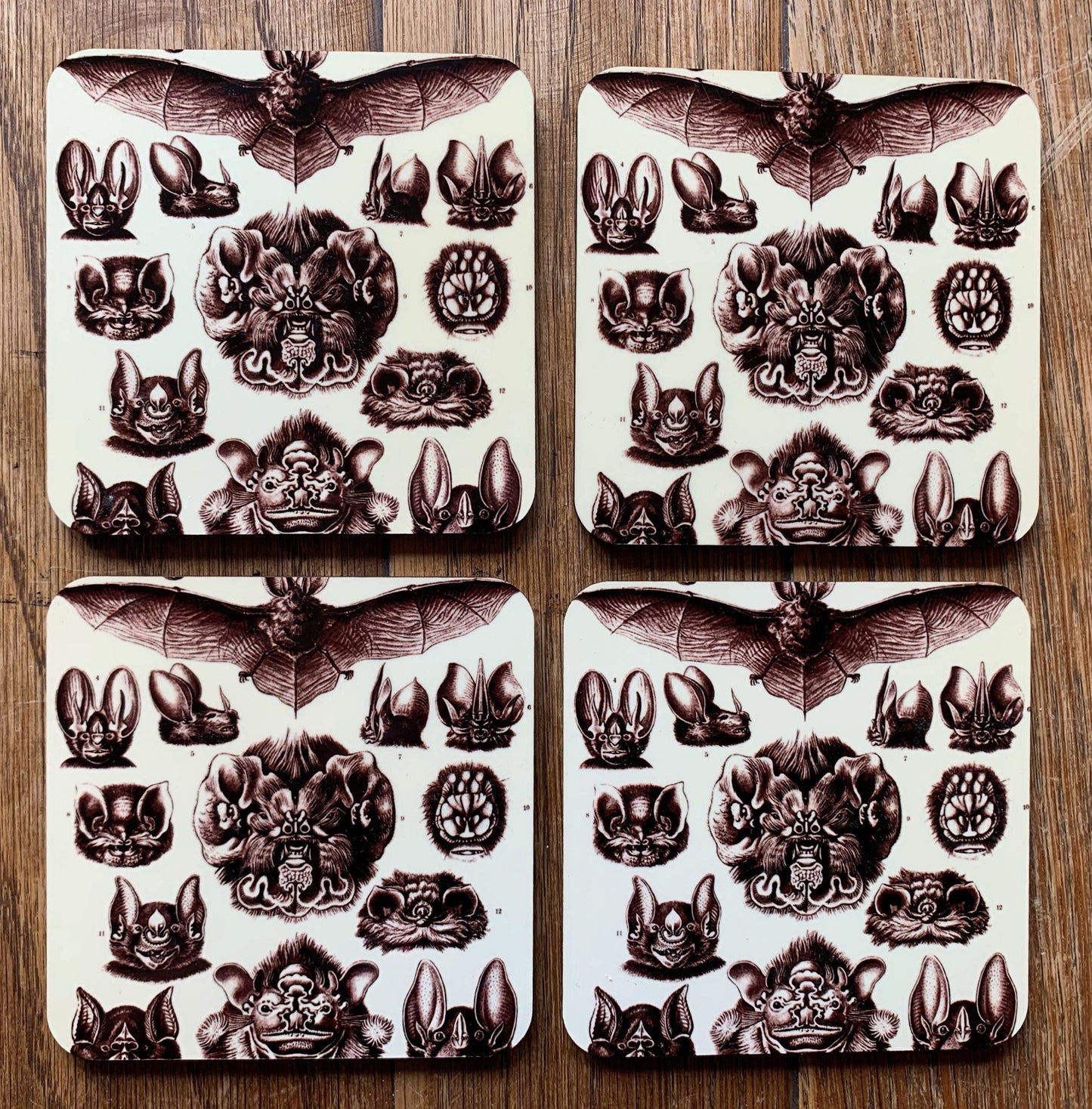 Bat Diagram coasters - set of 4