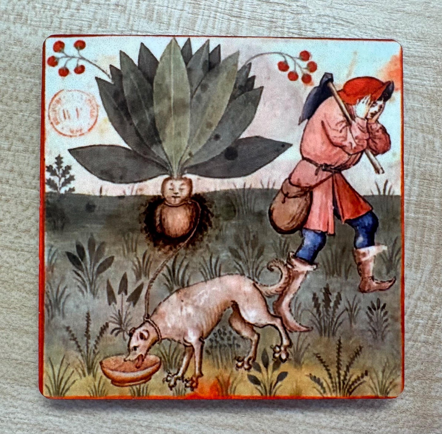 Medieval Mandrake magnets