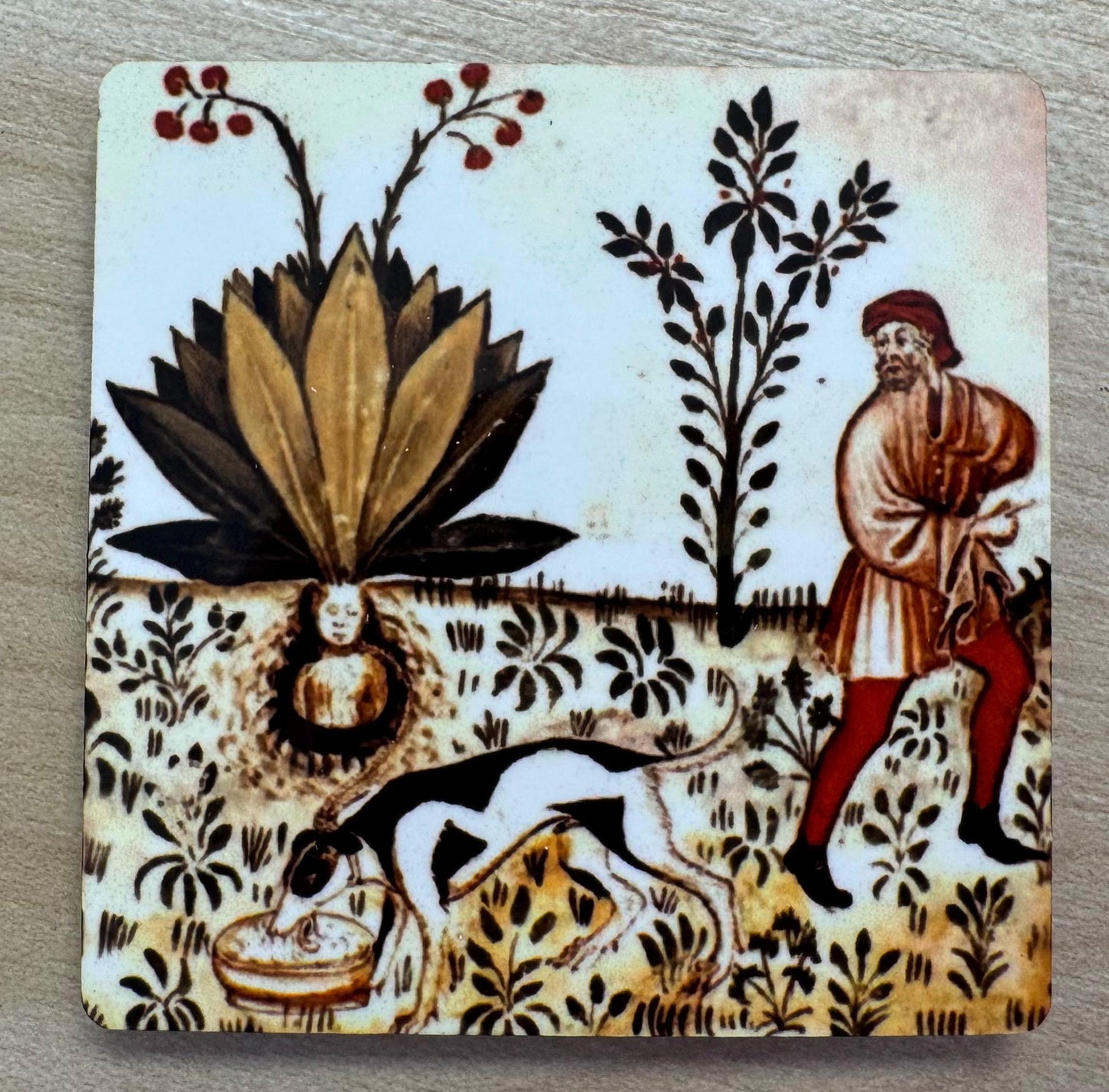 Medieval Mandrake magnets