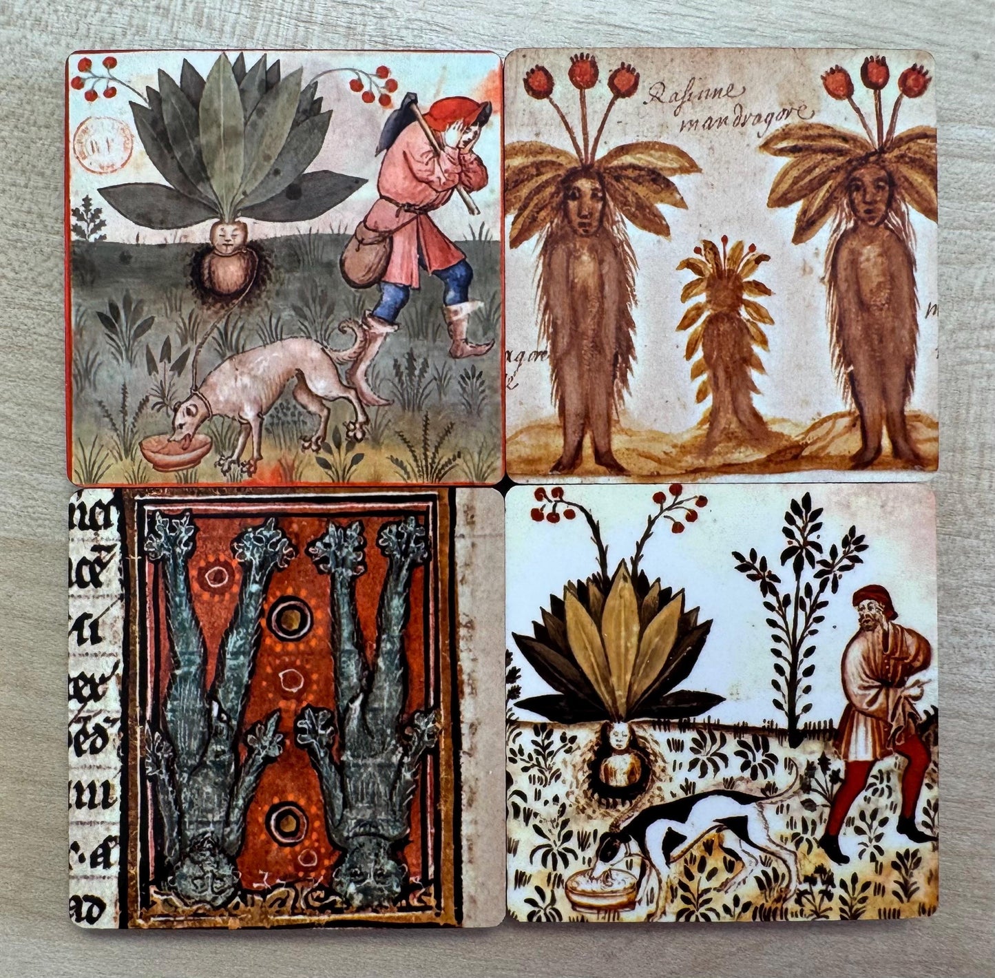Medieval Mandrake magnets