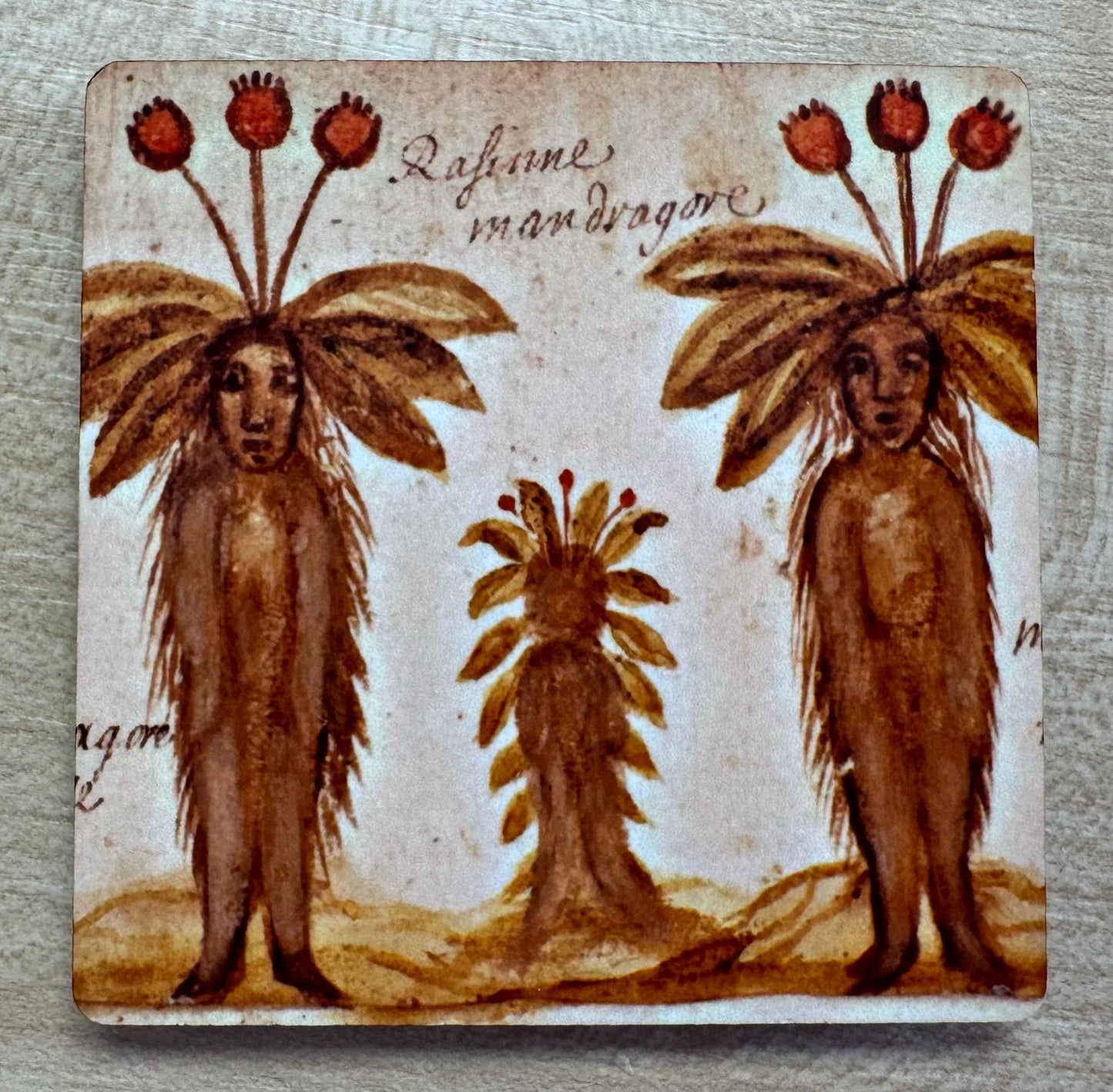Medieval Mandrake magnets