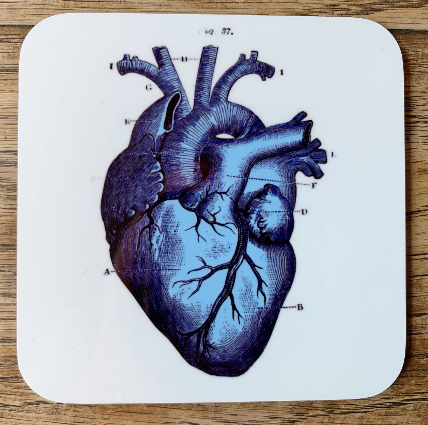 Anatomical Heart coasters - set of 4