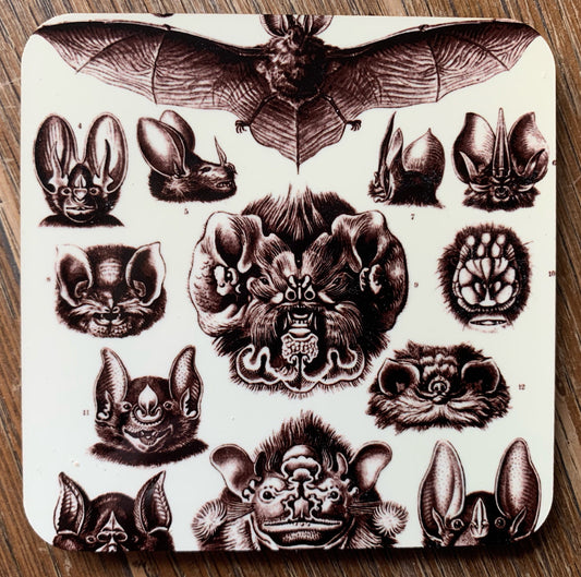 Bat Diagram coasters - set of 4